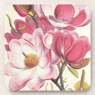 Dessous-de-verre Fleur vintage de Magnolia Arbre, Fleurs Roses Du J