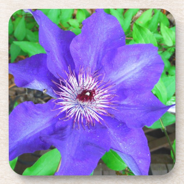 Dessous-de-verre Fleur violette Clematis (Devant)