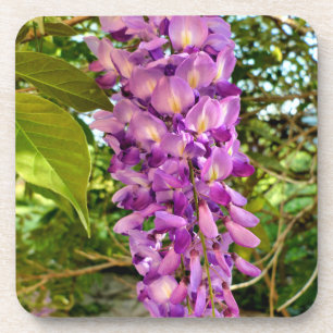 Dessous-de-verre Fleur Wisteria