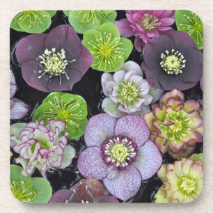Dessous-de-verre Fleurs à hellebore colorées