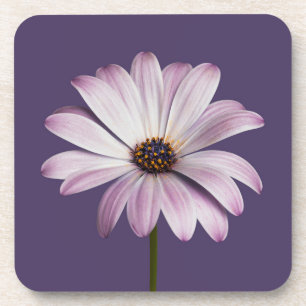 Dessous-de-verre Fleurs Blancs et marguerites
