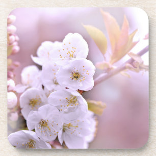 Dessous-de-verre Fleurs de cerisiers