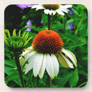 Dessous-de-verre Fleurs de cônes blanches et orange