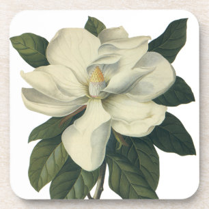 Dessous-de-verre Fleurs de fleurs vintages de Magnolia Blanche en f