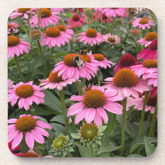Dessous-de-verre Fleurs d'Echinacea rose et abeilles magnifiques (Devant)