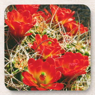 Dessous-de-verre Fleurs sauvages de cactus Coupe Claret