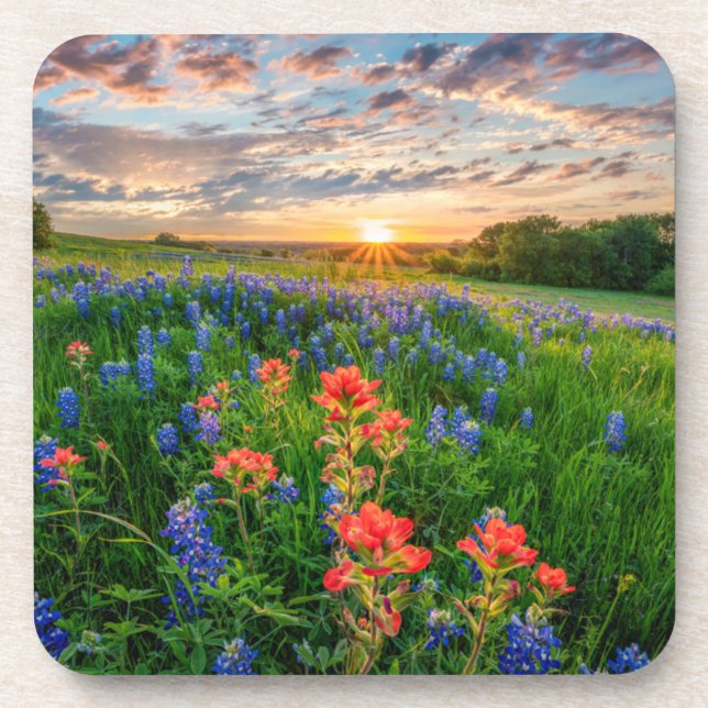 Dessous-de-verre Fleurs | Texas Bluebonnets & Indian Paintbrush (Devant)