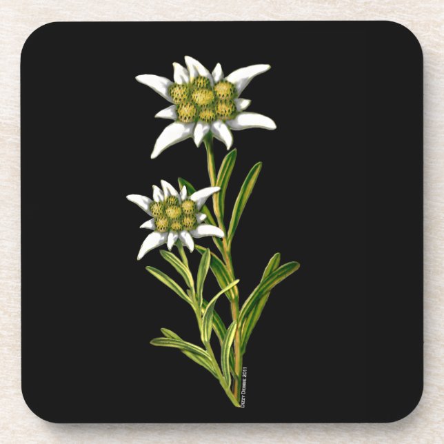 Dessous de verre Floral Edelweiss (Devant)