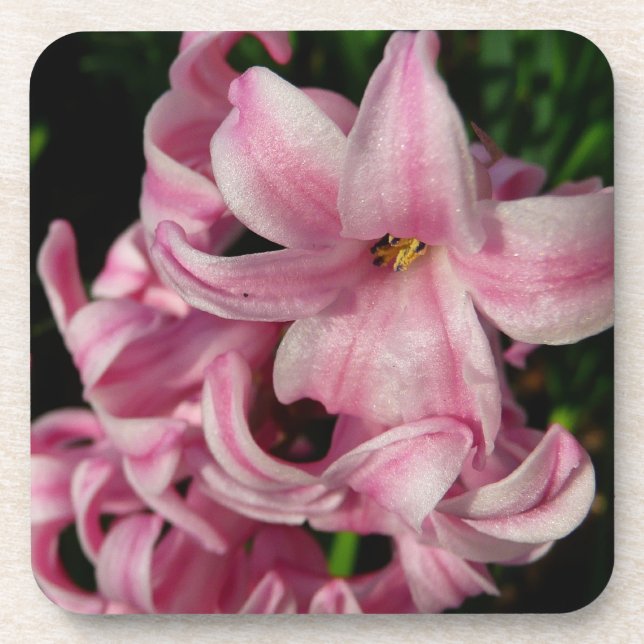 Dessous-de-verre Floral Pink Hyacinth (Devant)