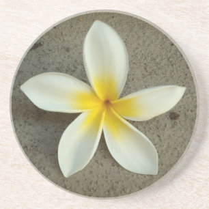 Dessous de verre floraux de Plumeria hawaii