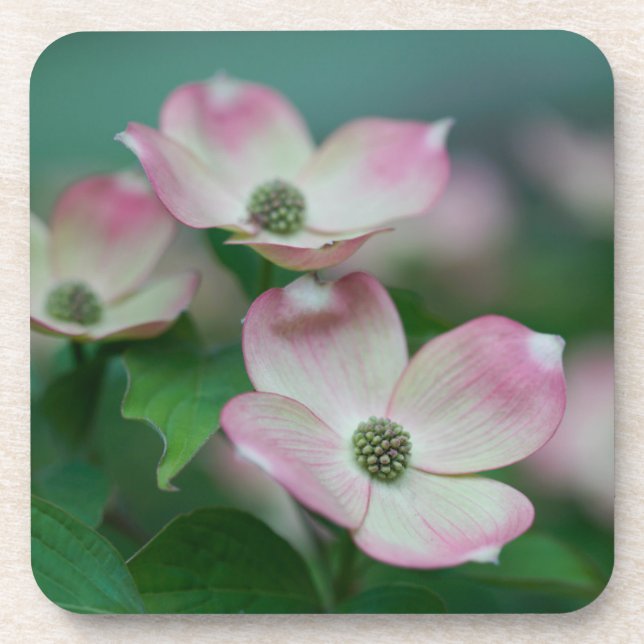 Dessous-de-verre Flowers (homonymie) | Blossoms de Dogwood (Devant)