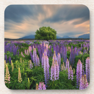 Dessous-de-verre Flowers (homonymie) Lupine Field à New Zealand