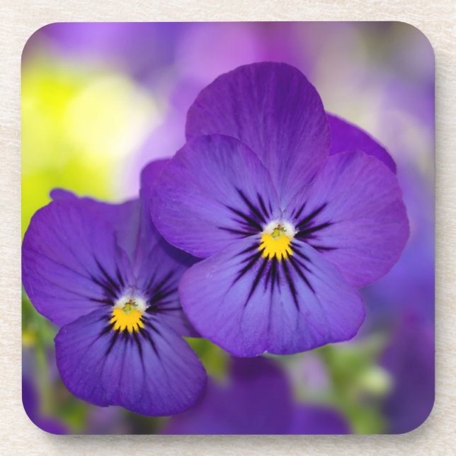Dessous-de-verre Flowers (homonymie) | Purple Pansies (Devant)