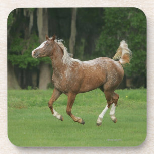 Dessous-de-verre Fonctionnement de cheval d'Appaloosa