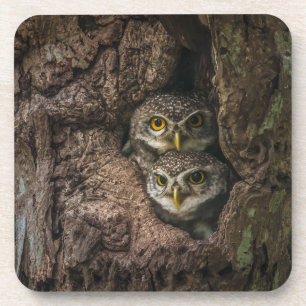 Dessous-de-verre Forest Deux Owls Looking