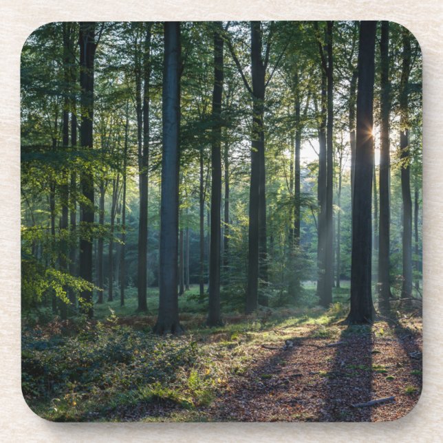 Dessous-de-verre Forêt | Forêt Noire Allemagne (Devant)