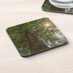 Dessous-de-verre Forêt paisible avec photo à la lumière dorée