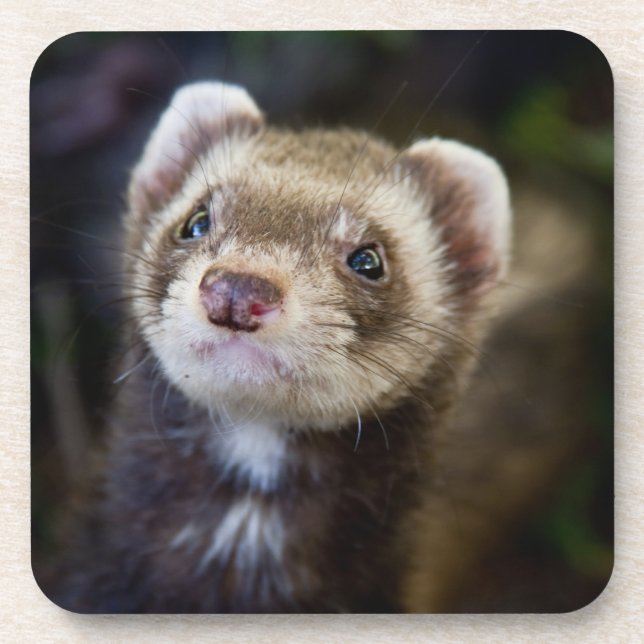Dessous-de-verre Furet (Devant)
