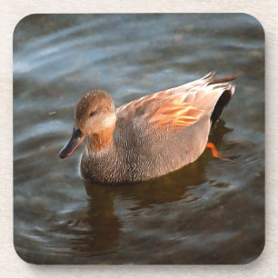 Dessous-de-verre Gadwall Duck Drake sur le lac