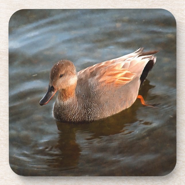 Dessous-de-verre Gadwall Duck Drake sur le lac (Devant)