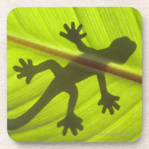 Dessous-de-verre Gecko