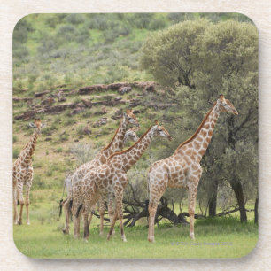 Dessous-de-verre Girafe, camelopardalis de Giraffa, Kgalagadi 3