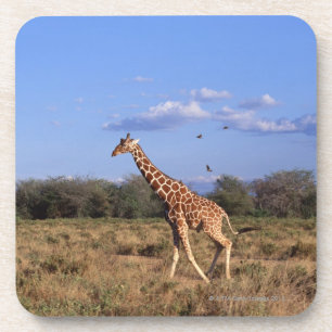 Dessous-de-verre Girafe réticulée