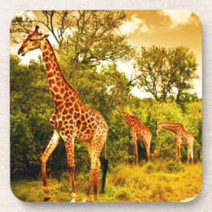 Dessous-de-verre Girafes sud-africaines