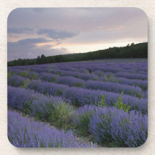 Dessous-de-verre Gisement de lavande au coucher du soleil