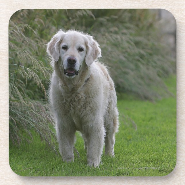 Dessous-de-verre Golden retriever courant 2 (Devant)