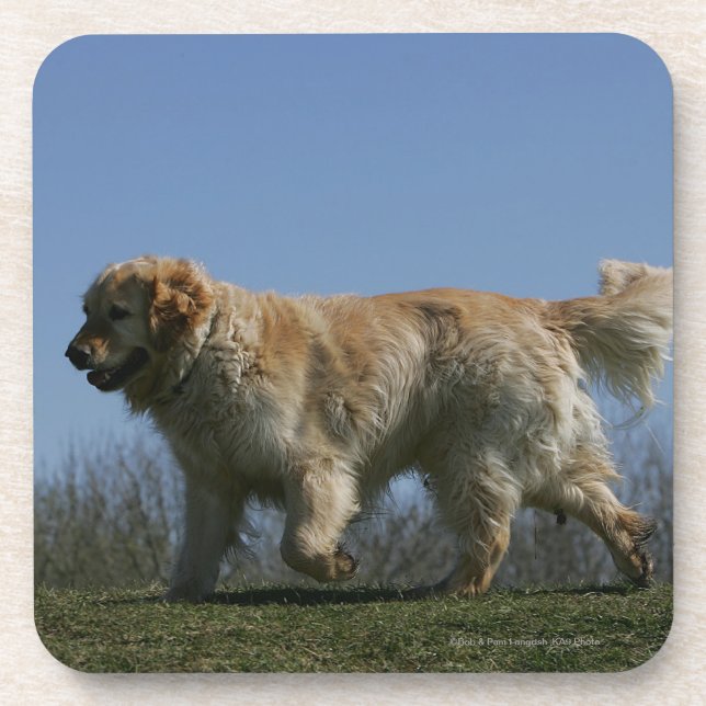 Dessous-de-verre Golden retriever courant 3 (Devant)