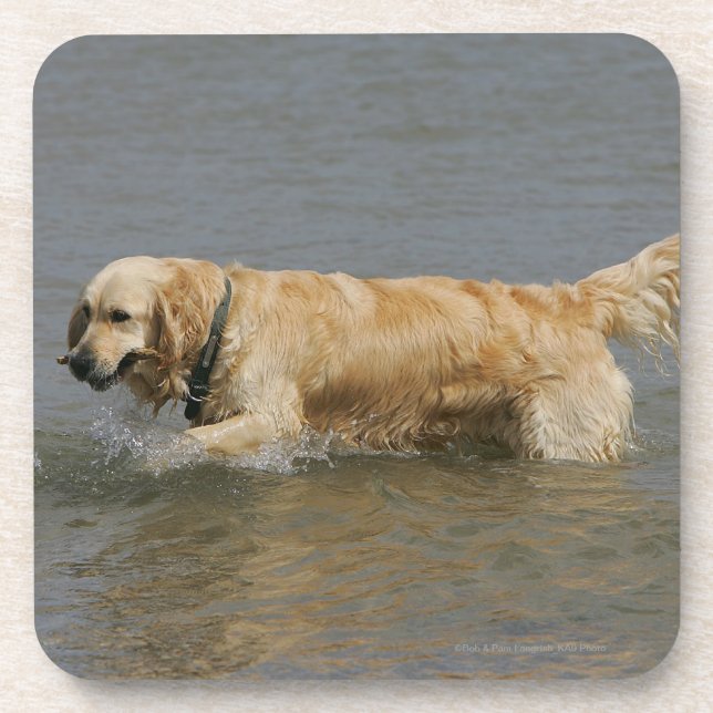 Dessous-de-verre Golden retriever dans l'eau (Devant)