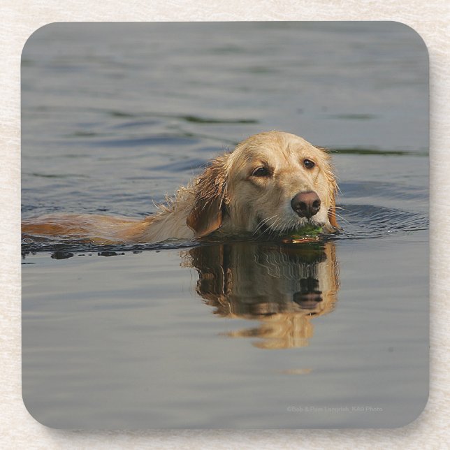 Dessous-de-verre Golden retriever nageant (Devant)