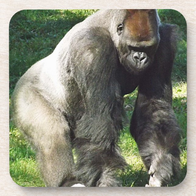Dessous-de-verre Gorille masculin de plaine de Silverback se levant (Devant)