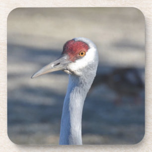 Dessous-de-verre Graine de Sandhill