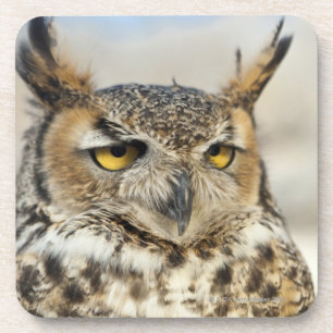 Dessous-de-verre Grand hibou à cornes (virginianus de Bubo)