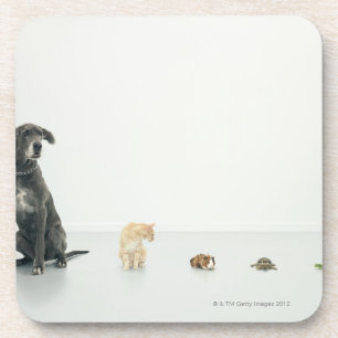 Dessous-de-verre Great dane, chat, cobaye, tortue et lingot