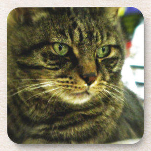Dessous-de-verre Green Eyed Tabby Face