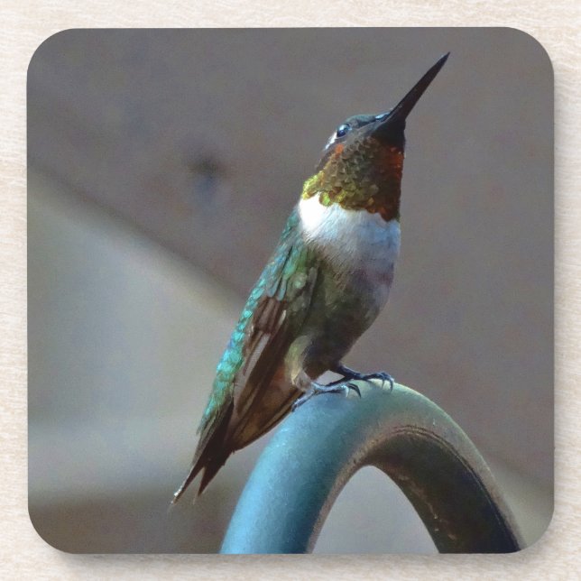 Dessous-de-verre Green ruby little hummingbird (Devant)
