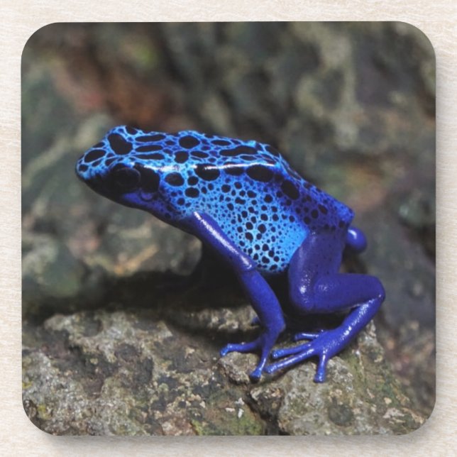 Dessous-de-verre Grenouille à tarte à poison bleu, grenouille bleue (Devant)