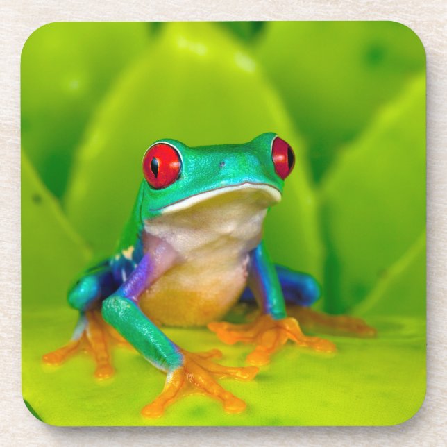 Dessous-de-verre Grenouille aux yeux rouges, Costa Rica (Devant)