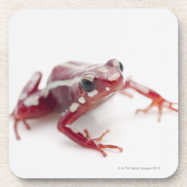 Dessous-de-verre grenouille Blanc-rayée 2 de dard de poison (Devant)