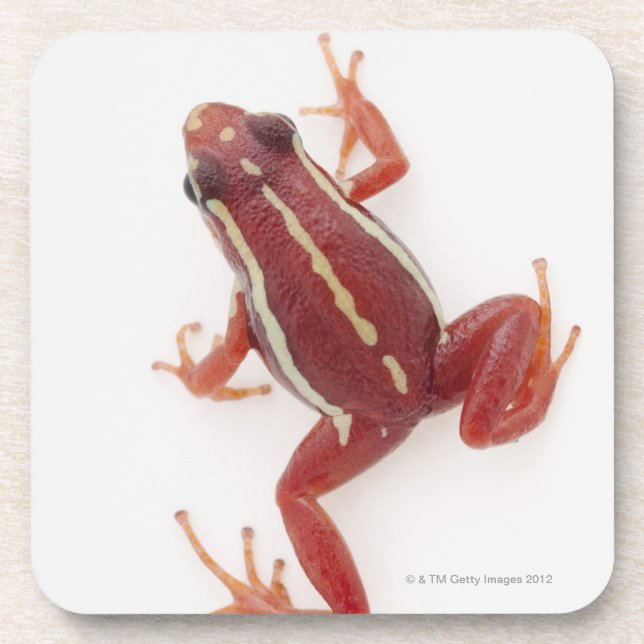 Dessous-de-verre grenouille Blanc-rayée de dard de poison (Devant)