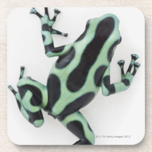 Dessous-de-verre Grenouille noire et verte 2 de dard de poison