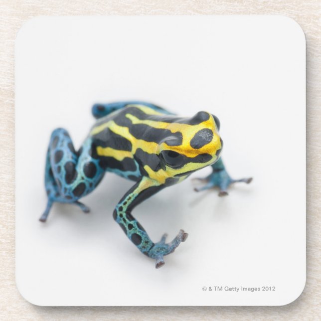 Dessous-de-verre Grenouille noire, jaune et bleue de dard de poison (Devant)