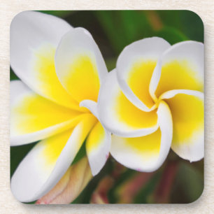 Dessous-de-verre Gros plan de fleurs de la plumeria, Hawaï