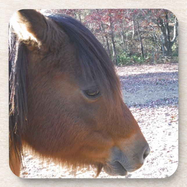 Dessous-de-verre Gros plan sur le cheval Brown, Little Brown Pony (Devant)