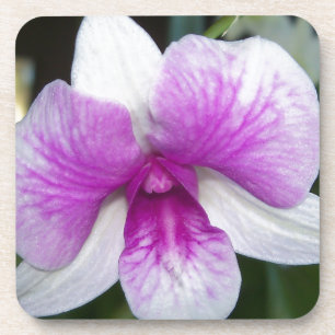 Dessous-de-verre gros plan sur une belle orchidée violette et blanc