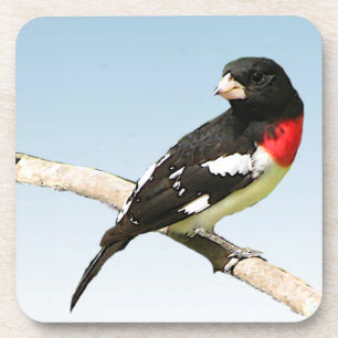 Dessous-de-verre Grosbeak à poitrine rose