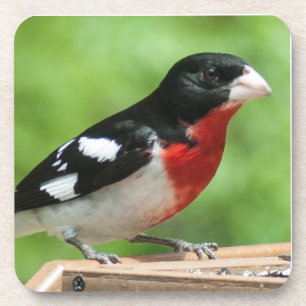 Dessous-de-verre Grosbeak à poitrine rose